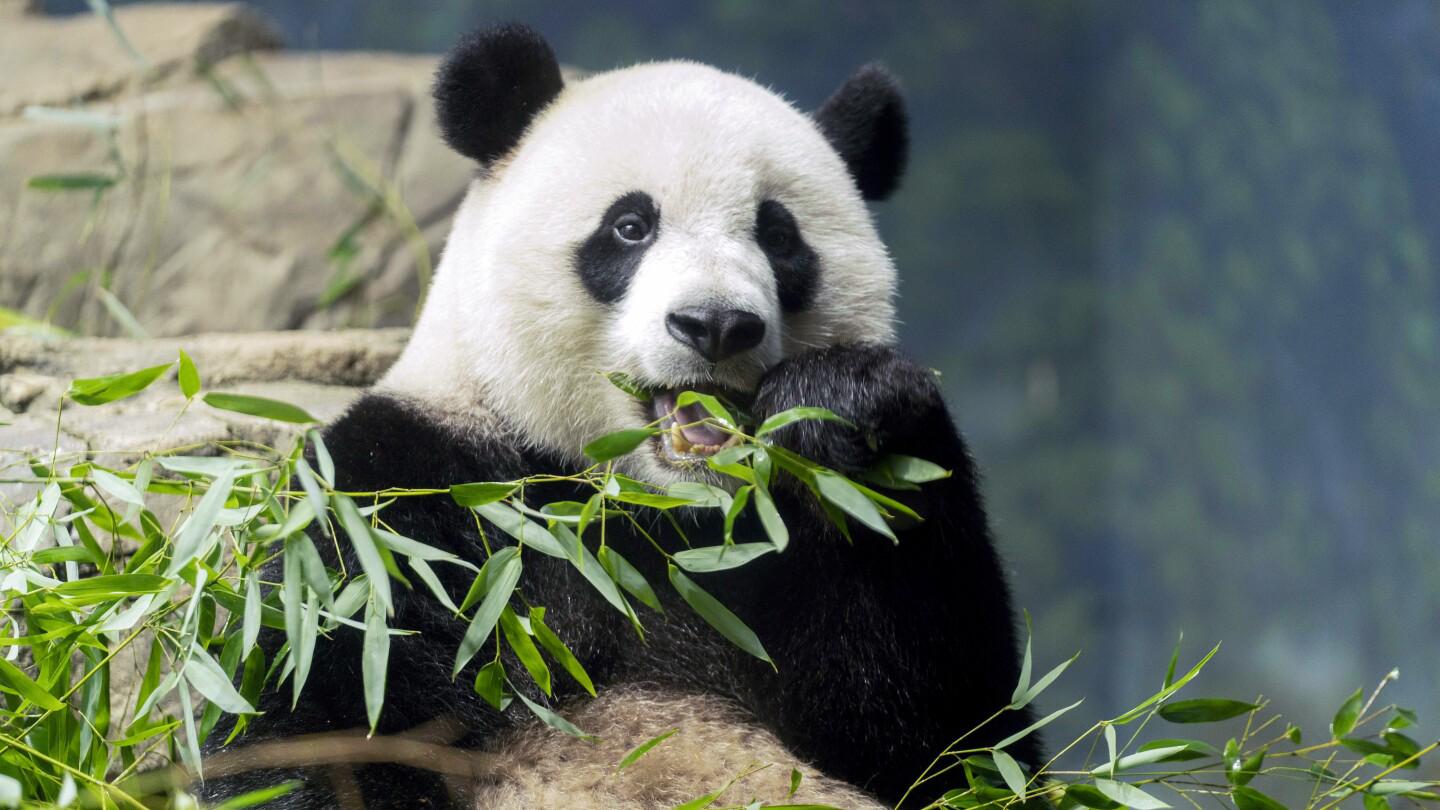 Picture of one Giant Panda