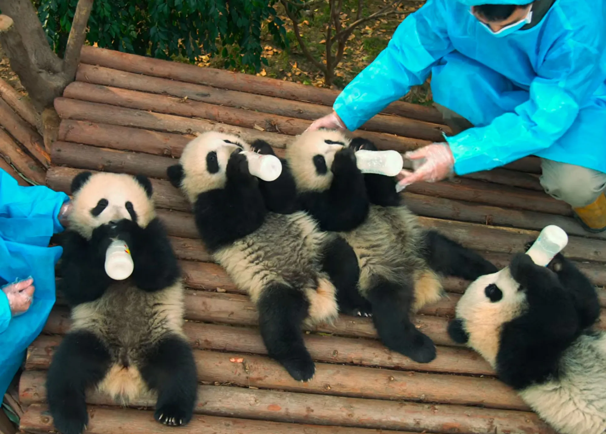 Picture of multiple baby pandas drinking from bottles.