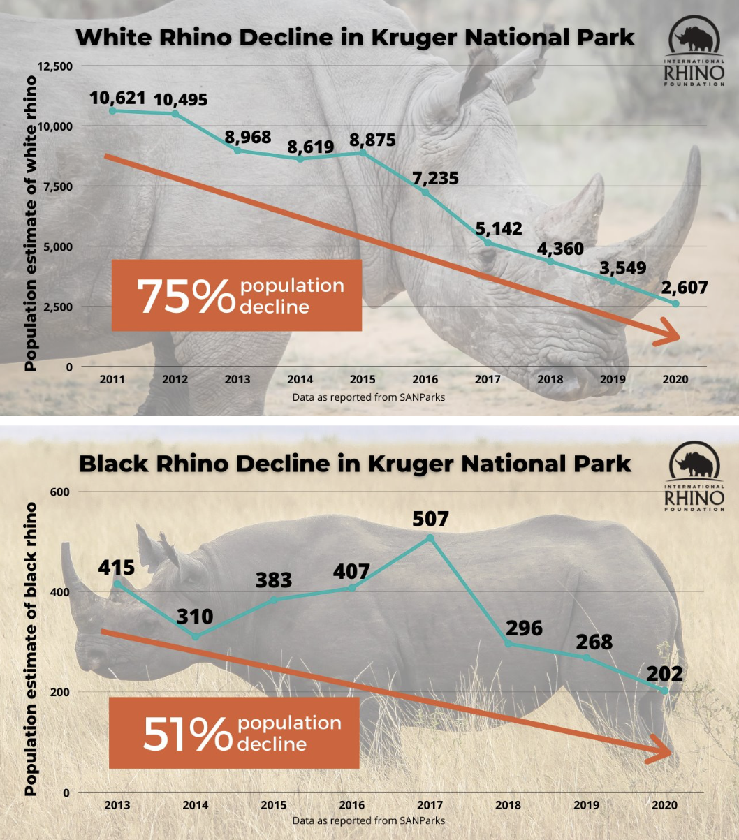 Graphs for decline in white and black rhino populations in Kruger National Park